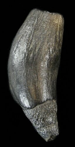 Fossil Sperm Whale Tooth - South Carolina #38751